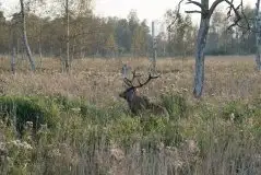 Mazurskie jelenie na zdjęciach Jana Olchówki - zdjęcie 14