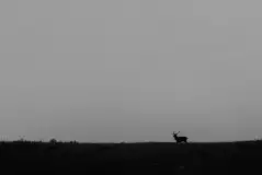 Mazurskie jelenie na zdjęciach Jana Olchówki - zdjęcie 4