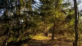 Zdjęcia: Mosty w Botkunach i Kiepojcach - tajemnicze i schowane w lasach - zdjęcie 40