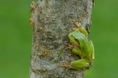 Mazurska rzekotka drzewna na zdjęciach Jana Olchówki - zdjęcie 63