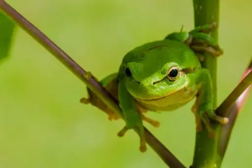 Mazurska rzekotka drzewna na zdjęciach Jana Olchówki - zdjęcie 2