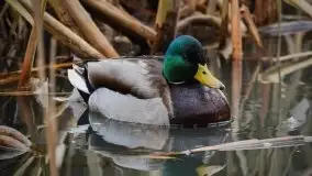 Mazurska przyroda budzi się do życia na zdjęciach Stanisława Sielewicza - zdjęcie 27