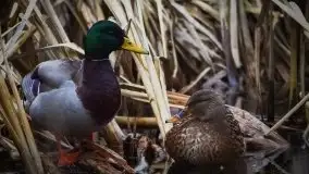 Mazurska przyroda budzi się do życia na zdjęciach Stanisława Sielewicza - zdjęcie 26