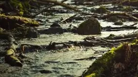 Mazurska przyroda budzi się do życia na zdjęciach Stanisława Sielewicza - zdjęcie 16