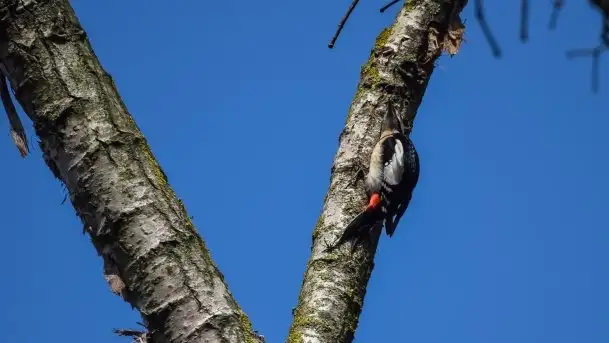 Mazurska przyroda budzi się do życia na zdjęciach Stanisława Sielewicza - zdjęcie 10