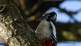 Mazurska przyroda budzi się do życia na zdjęciach Stanisława Sielewicza - zdjęcie 9