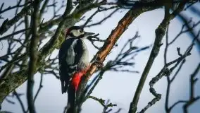 Mazurska przyroda budzi się do życia na zdjęciach Stanisława Sielewicza - zdjęcie 1