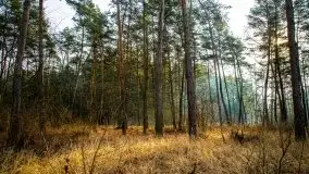 Mazurski las w okolicach Kruklina, luty 2020 - zdjęcie 7