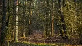 Mazurski las w okolicach Kruklina, luty 2020 - zdjęcie 17