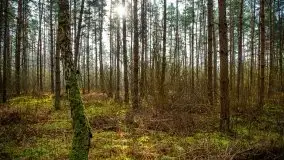 Mazurski las w okolicach Kruklina, luty 2020 - zdjęcie 25