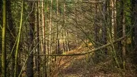 Mazurski las w okolicach Kruklina, luty 2020 - zdjęcie 37