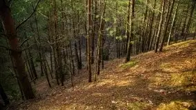 Mazurski las w okolicach Kruklina, luty 2020 - zdjęcie 38