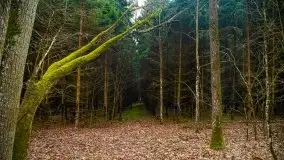 Mazurski las w okolicach Kruklina, luty 2020 - zdjęcie 60