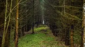 Mazurski las w okolicach Kruklina, luty 2020 - zdjęcie 58