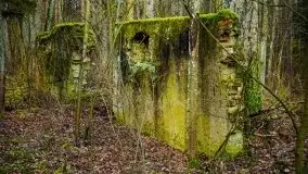 Mazurski las w okolicach Kruklina, luty 2020 - zdjęcie 59