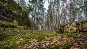 Wilczy Szaniec w Gierłoży zimą jeszcze lepiej widoczny - zdjęcie 81