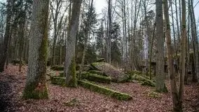 Wilczy Szaniec w Gierłoży zimą jeszcze lepiej widoczny - zdjęcie 90