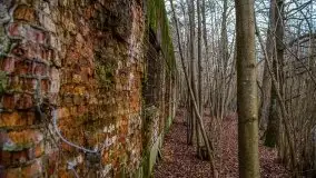 Wilczy Szaniec w Gierłoży zimą jeszcze lepiej widoczny - zdjęcie 129