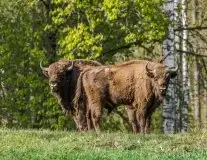 Mazurskie żubry na zdjęciach Janka Olchówki - zdjęcie 51