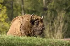 Mazurskie żubry na zdjęciach Janka Olchówki - zdjęcie 50