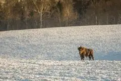 Mazurskie żubry na zdjęciach Janka Olchówki - zdjęcie 49