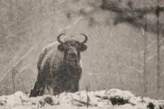Mazurskie żubry na zdjęciach Janka Olchówki - zdjęcie 46