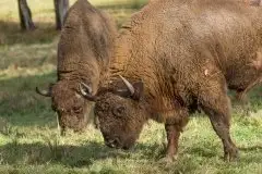 Mazurskie żubry na zdjęciach Janka Olchówki - zdjęcie 28
