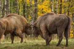 Mazurskie żubry na zdjęciach Janka Olchówki - zdjęcie 20