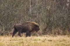 Mazurskie żubry na zdjęciach Janka Olchówki - zdjęcie 18