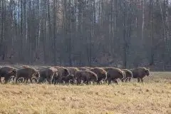 Mazurskie żubry na zdjęciach Janka Olchówki - zdjęcie 15