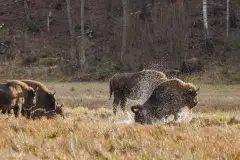 Mazurskie żubry na zdjęciach Janka Olchówki - zdjęcie 13