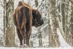 Mazurskie żubry na zdjęciach Janka Olchówki - zdjęcie 2