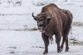 Mazurskie żubry na zdjęciach Janka Olchówki