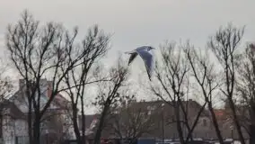 Kętrzyn w półmrokach lutego 2020 - zdjęcie 50