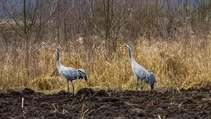 W poszukiwaniu wiosny, okolice Dobry i jez. Dobskiego