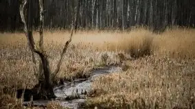 W poszukiwaniu wiosny, okolice Dobry i jez. Dobskiego - zdjęcie 18