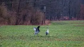 W poszukiwaniu wiosny, okolice Dobry i jez. Dobskiego - zdjęcie 21