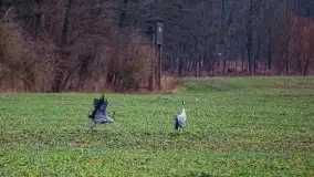 W poszukiwaniu wiosny, okolice Dobry i jez. Dobskiego - zdjęcie 22