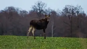 W poszukiwaniu wiosny, okolice Dobry i jez. Dobskiego - zdjęcie 34