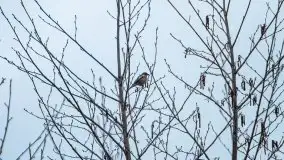 Las nad jeziorem Białym i rzeką Sapiną, marzec 2020 - zdjęcie 3