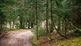 Las nad jeziorem Białym i rzeką Sapiną, marzec 2020 - zdjęcie 17