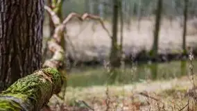 Las nad jeziorem Białym i rzeką Sapiną, marzec 2020 - zdjęcie 21