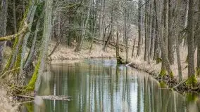 Las nad jeziorem Białym i rzeką Sapiną, marzec 2020 - zdjęcie 28