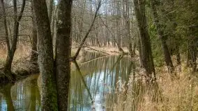 Las nad jeziorem Białym i rzeką Sapiną, marzec 2020 - zdjęcie 41