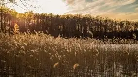 Okolice mostu Sztynorckiego, marzec 2020 - zdjęcie 37