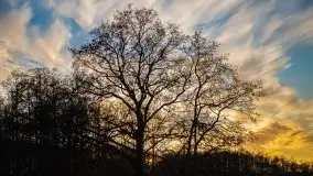 Okolice mostu Sztynorckiego, marzec 2020 - zdjęcie 27