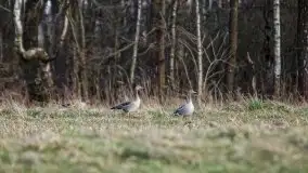 Okolice mostu Sztynorckiego, marzec 2020 - zdjęcie 32