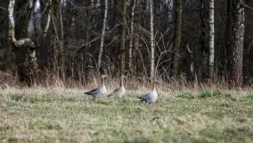 Okolice mostu Sztynorckiego, marzec 2020 - zdjęcie 41