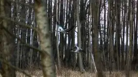 Okolice mostu Sztynorckiego, marzec 2020 - zdjęcie 45