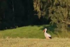 Zdjęcia: Mazurskie bociany na zdjęciach Janka Olchówki - zdjęcie 65